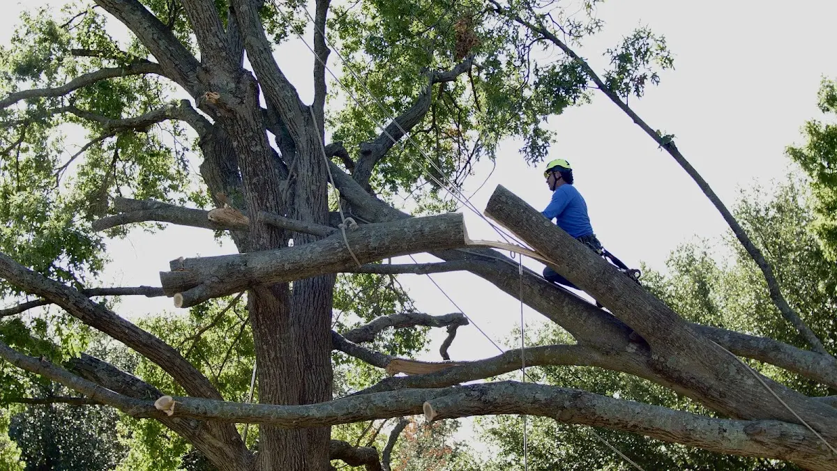 Professional Crown Thinning performed by certified arborists in Pleasant Mount